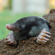 Борьба с кротами, уничтожение кротов